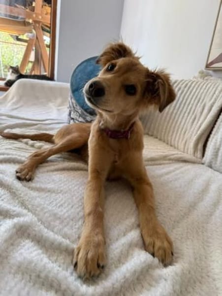 Hope, verspielter Welpe sucht Familie