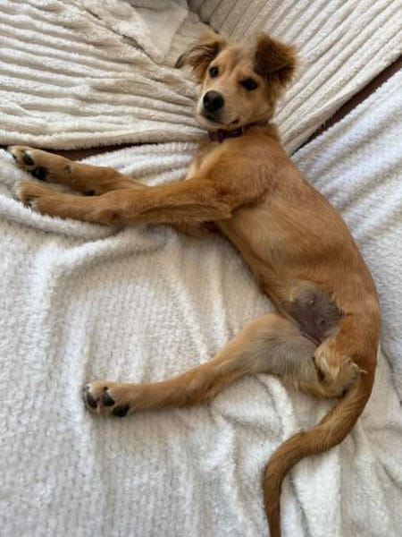 Hope, verspielter Welpe sucht Familie