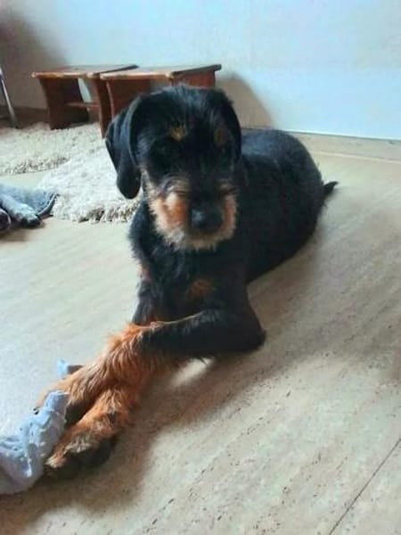 NICO - auf PS in Baden Württemberg