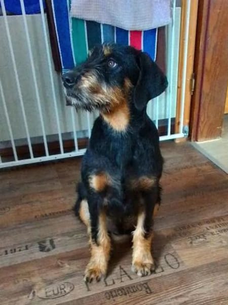 NICO - auf PS in Baden Württemberg