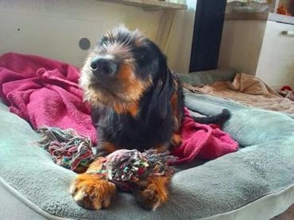 NICO - auf PS in Baden Württemberg