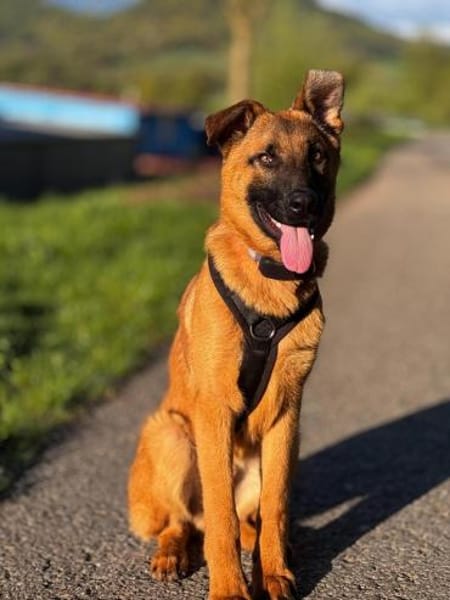 Pumuckel möchte sein Herz verschenken...