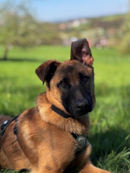 Pumuckel möchte sein Herz verschenken...