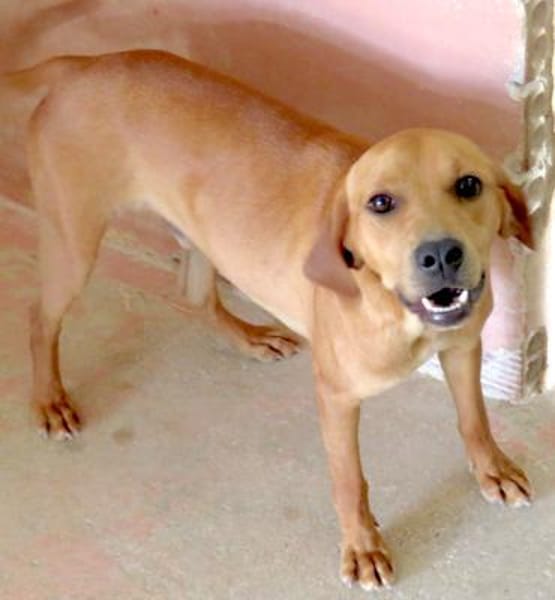 Fletcher (zur Pflege in 45475 Mühlheim)