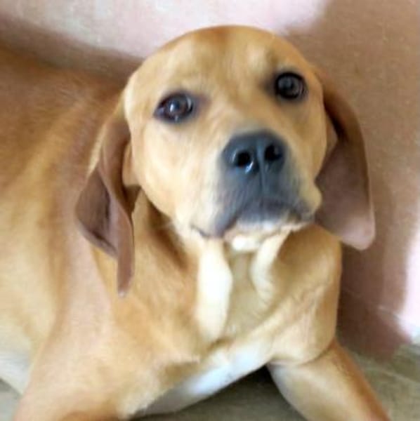 Fletcher (zur Pflege in 45475 Mühlheim)