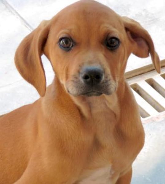 Fletcher (zur Pflege in 45475 Mühlheim)