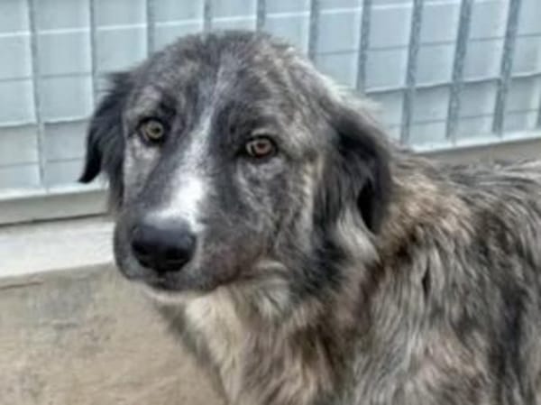 LORENTO -ab Mai auf PS in Recklinghausen