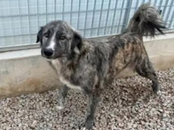 LORENTO -ab Mai auf PS in Recklinghausen