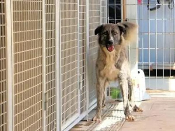 LORENTO -ab Mai auf PS in Recklinghausen