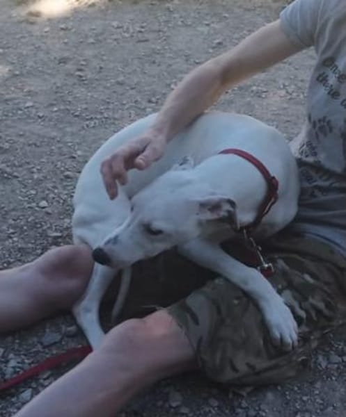 Galgomix Pinto sucht sein Glück