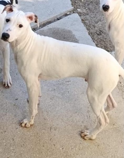 Galgomix Pinto sucht sein Glück