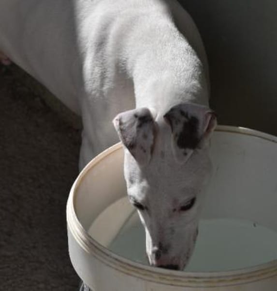 Galgomix Pinto sucht sein Glück