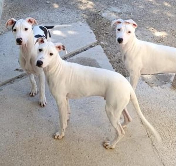 Galgomix Pinto sucht sein Glück