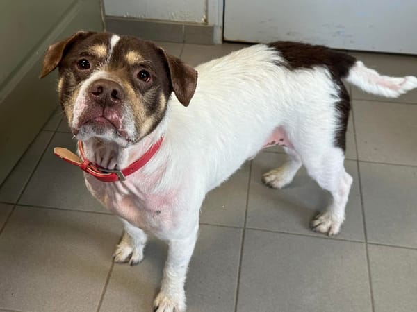 PATAPOUF en SOS URGENT