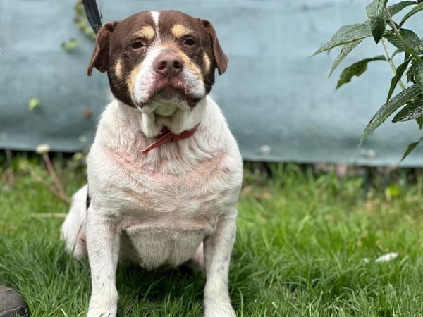 PATAPOUF en SOS URGENT