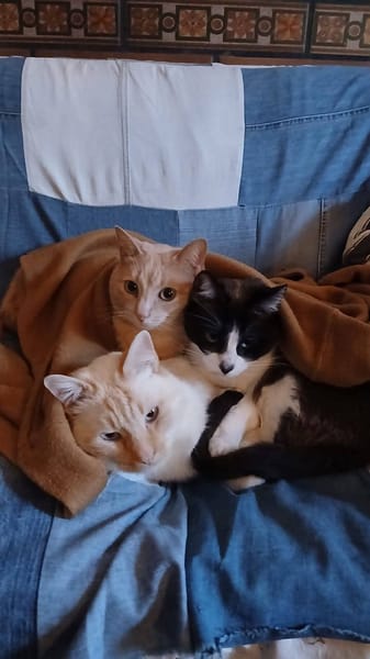 LUCA, BOMBON et IRIS