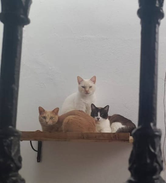 LUCA, BOMBON et IRIS