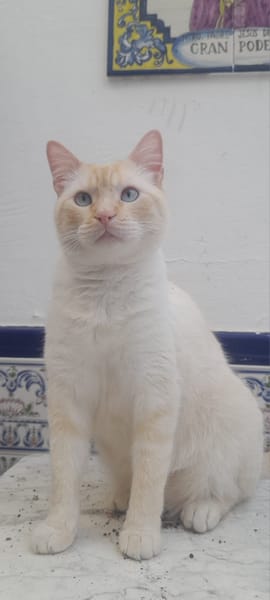 LUCA, BOMBON et IRIS