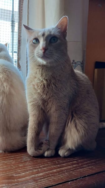 LUCA, BOMBON et IRIS