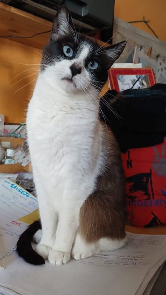 LUCA, BOMBON et IRIS