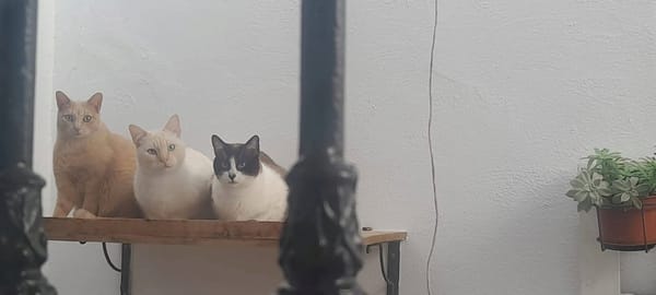 LUCA, BOMBON et IRIS