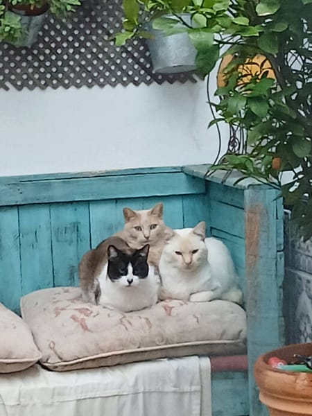 LUCA, BOMBON et IRIS