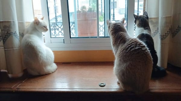 LUCA, BOMBON et IRIS