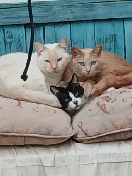 LUCA, BOMBON et IRIS