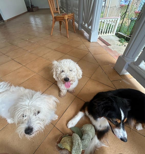 Harry Bichon d'amour