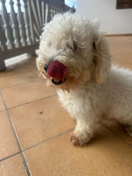 Harry Bichon d'amour