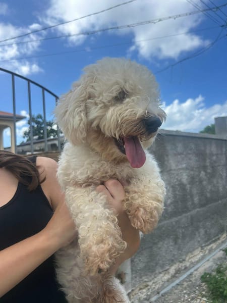 Harry Bichon d'amour