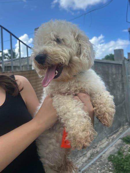 Harry Bichon d'amour