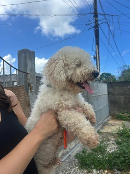 Harry Bichon d'amour