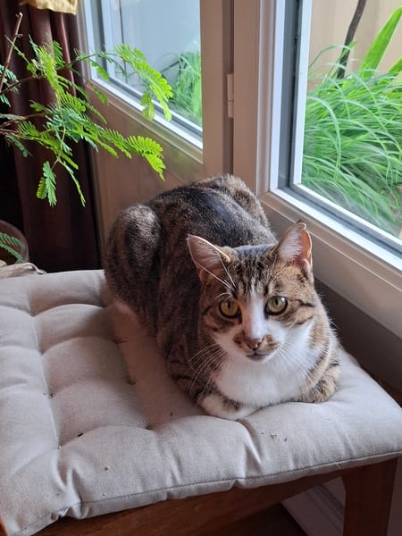 Maya