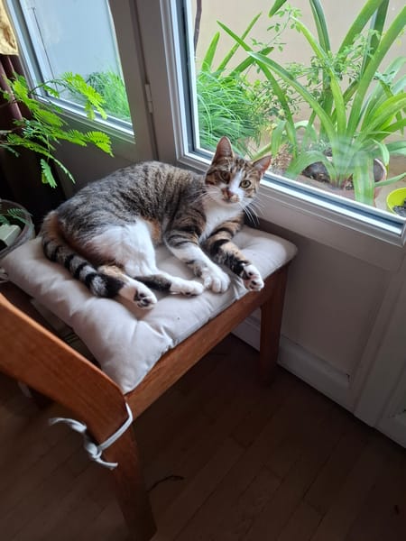 Maya