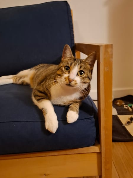 Maya