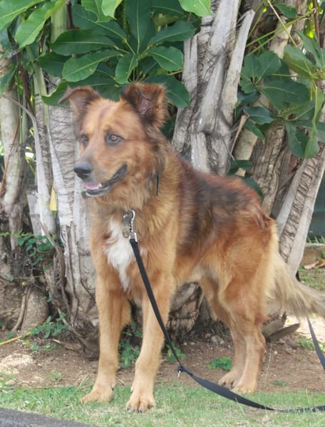 🐾 À L’ADOPTION : HEAVEN, mâle croisé créole 🐾