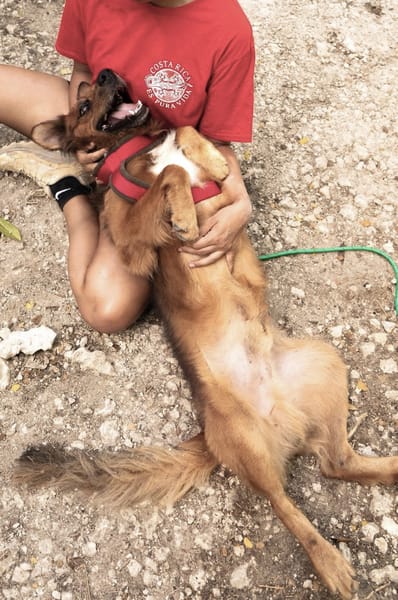 🐾 À L’ADOPTION : HEAVEN, mâle croisé créole 🐾