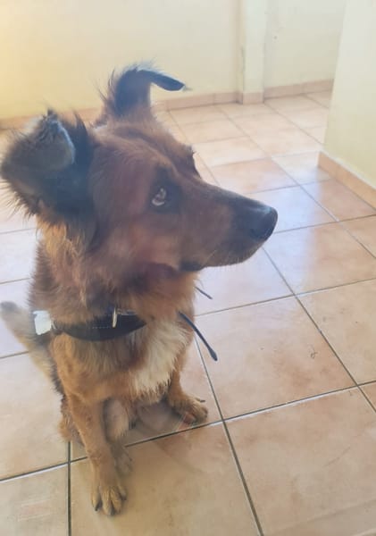 🐾 À L’ADOPTION : HEAVEN, mâle croisé créole 🐾