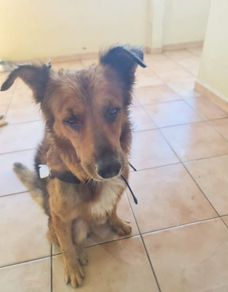 🐾 À L’ADOPTION : HEAVEN, mâle croisé créole 🐾