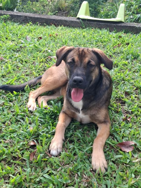À l’adoption : NAMEA, chiot Berger Créole femelle