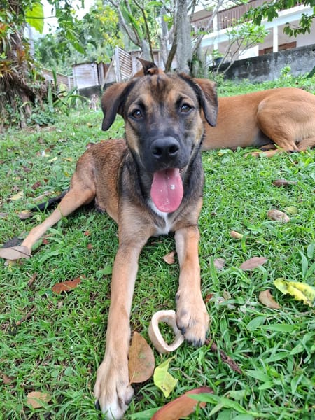 À l’adoption : NAMEA, chiot Berger Créole femelle