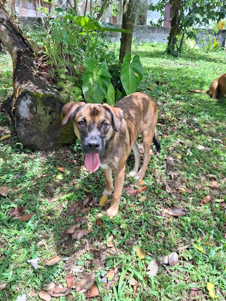 À l’adoption : NAMEA, chiot Berger Créole femelle