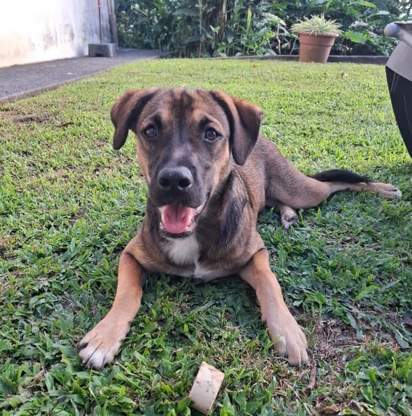 À l’adoption : NAMEA, chiot Berger Créole femelle