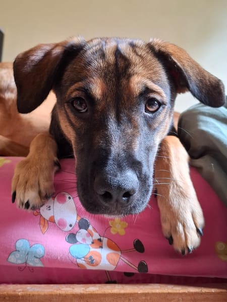 À l’adoption : NAMEA, chiot Berger Créole femelle