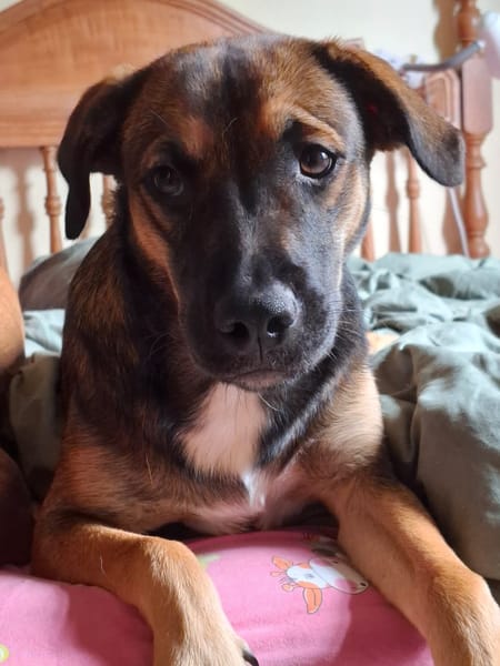 À l’adoption : NAMEA, chiot Berger Créole femelle