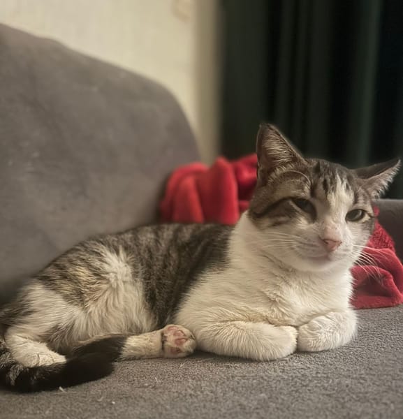 À l’adoption : DIDIER, chat européen