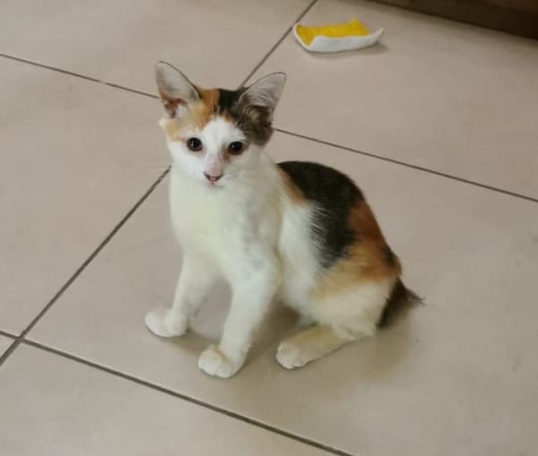 À l’adoption : MINA, chaton femelle type européen