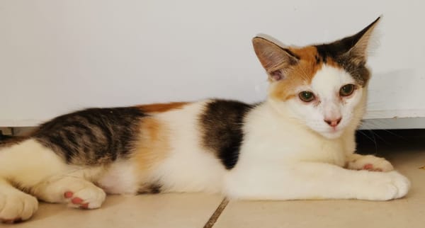 À l’adoption : MINA, chaton femelle type européen