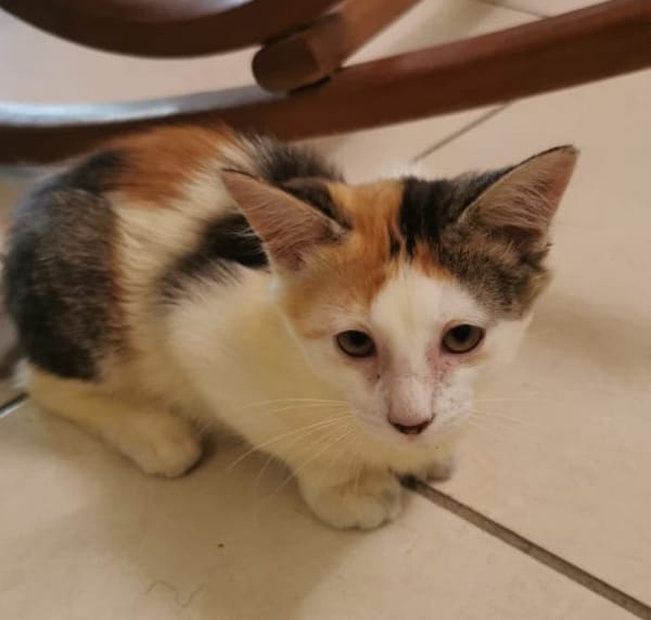À l’adoption : MINA, chaton femelle type européen